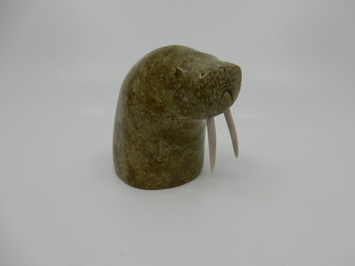 Walrus