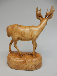 White Tail Deer