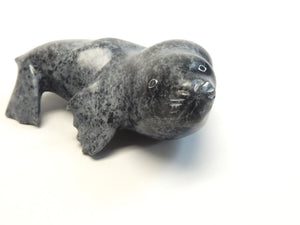 Young Walrus
