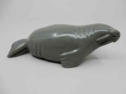 Walrus