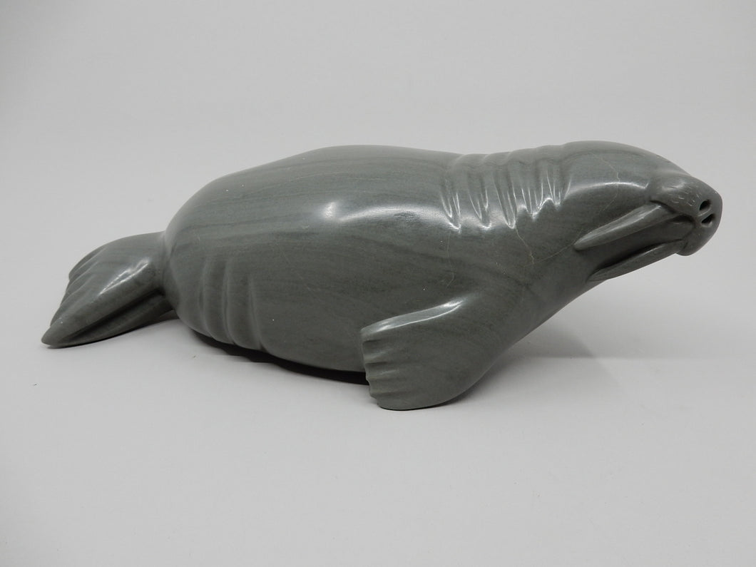 Walrus