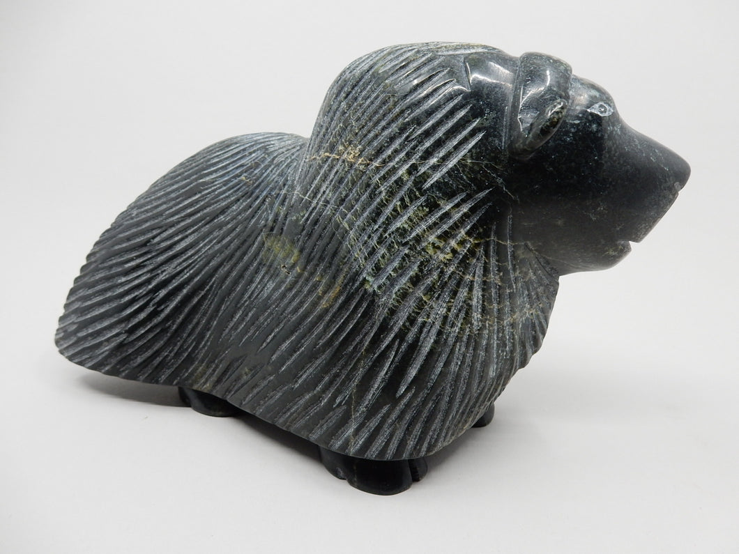 Muskox